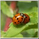 Adalia decempunctata - Zehnpunkt - 02.jpg